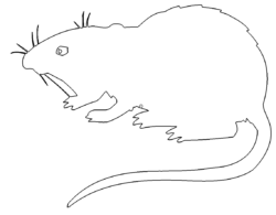 Ratte - Rat