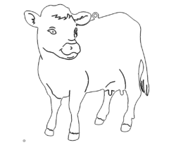 Kuh - Cow