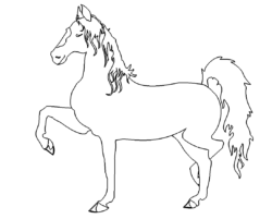 Pferd - Horse