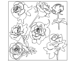 Rosensortiment - Rose assortment