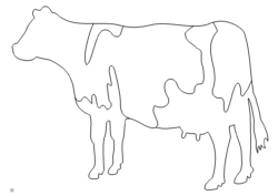 Kuh - Cow