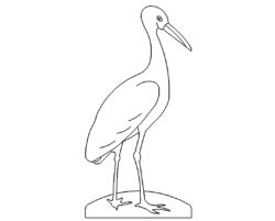 Storch - stork