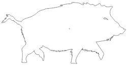 Wildschwein - Boar