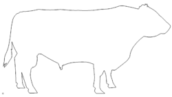 Ochse - ox