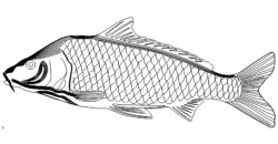 Karpfen - carp