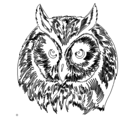 Eule - Owl