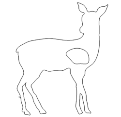 Reh - deer