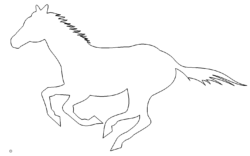 Pferd - Horse